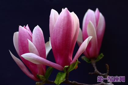 各种花的花语:紫玉兰的花语