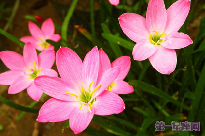 韭兰花语:坚强勇敢的面对