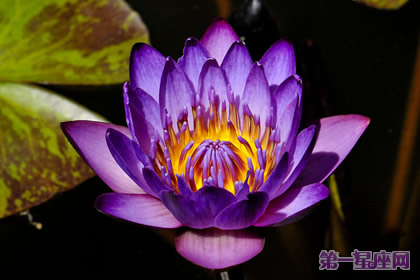 紫色睡莲的花语：梦幻，纯洁，好运