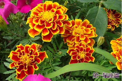 8月21日花语:孔雀草,生日花语爽朗