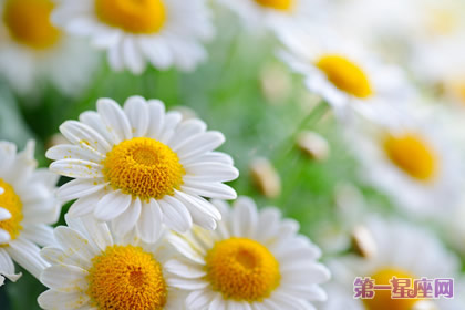 花语：白菊花，生日花语高尚