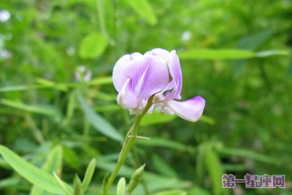 跳舞草的花语和象征代表意义