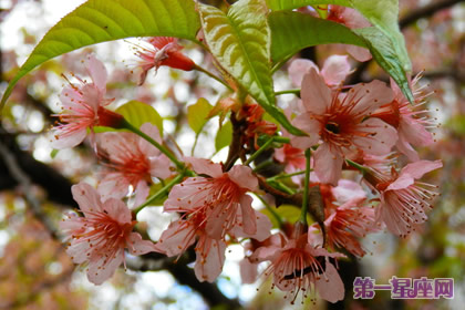 花语:冬樱花,生日花语悸动