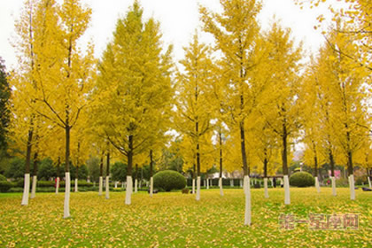 植物花语：你知道银杏的花语吗？