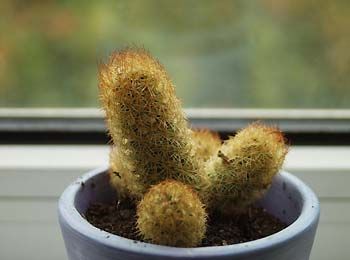 关于仙人球有着怎样的故事？